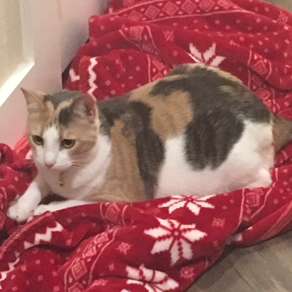 Meet your Posher, Clarissa - Picture 1 of 1